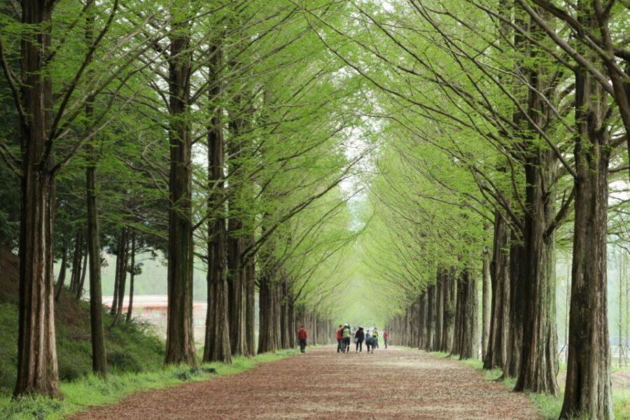 Seoul: Gangwon-do Day Trip with Alpaca World & Nami Island - Key things I’d circle before you book