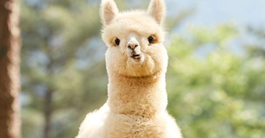 Seoul: Gangwon-do Day Trip with Alpaca World & Nami Island - A 10-hour best-of Gangwon-do day trip from Seoul