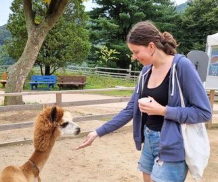 Seoul: Gangwon-do Day Trip with Alpaca World & Nami Island - Gangchon Rail Park rail-bike: countryside views with real momentum