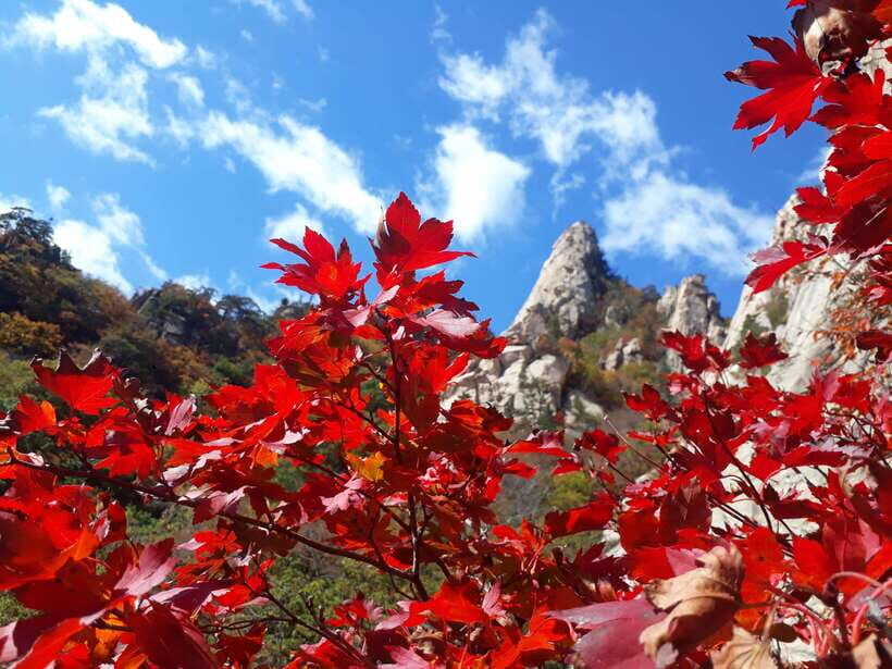 Seoul: Mt.Seorak, Nami Island & Korean Garden, No Shopping - The ride to Nami Island: comfortable transfer, fast reset