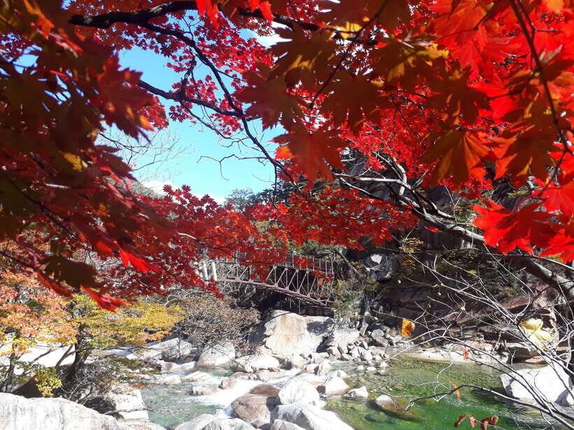 Seoul: Mt.Seorak, Nami Island & Korean Garden, No Shopping - Nami Island: photos, tree-lined calm, and the zipline choice