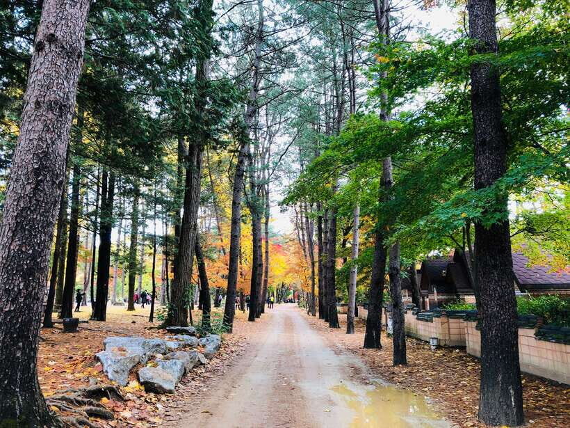 Seoul: Mt.Seorak, Nami Island & Korean Garden, No Shopping - Garden of Morning Calm: curves, themes, and seasonal light festival mood