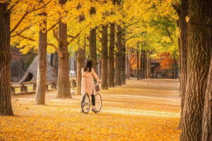 Seoul: Nami Island and Garden of Morning Calm (+Railbike) - The long coach ride: how the day stays comfortable (and where time goes)