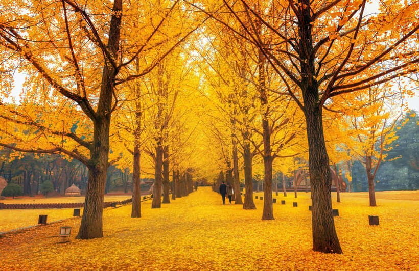 Seoul: Nami Island and Garden of Morning Calm (+Railbike) - Price and value: what you’re really paying for