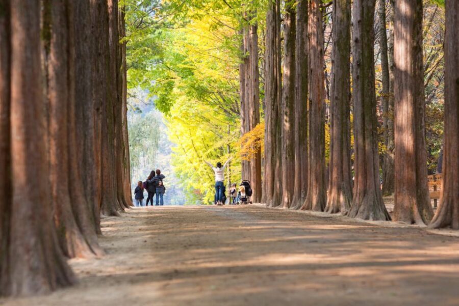 Seoul: Nami Island, Garden and Petite France with Railbike - Bus Ride Reality: Why 10–12 Hours Can Feel Long