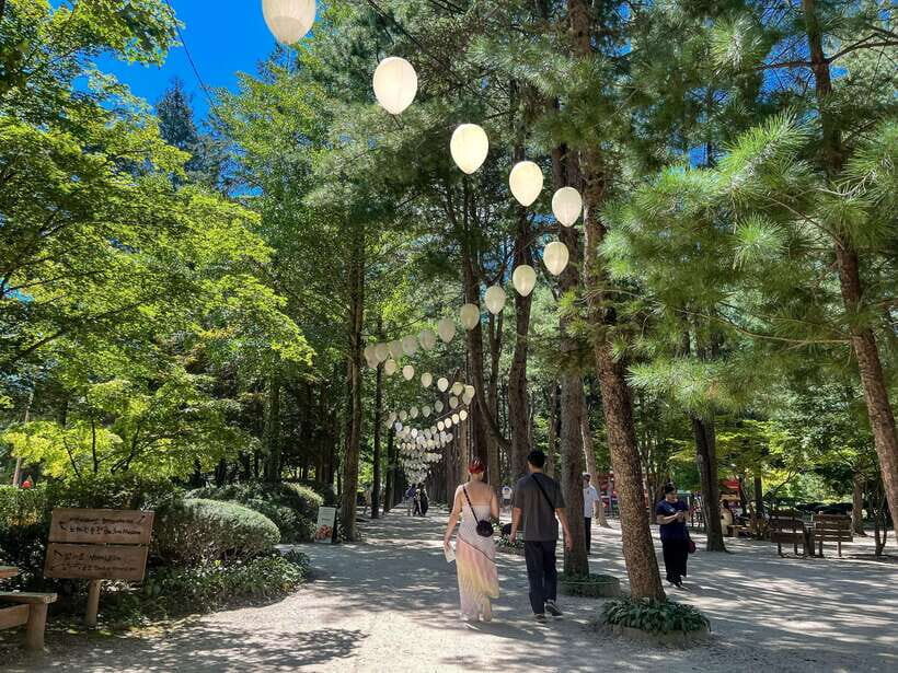 Seoul: Nami Island & Petite France Tour with Railbike Option - Key Things to Know Before You Go