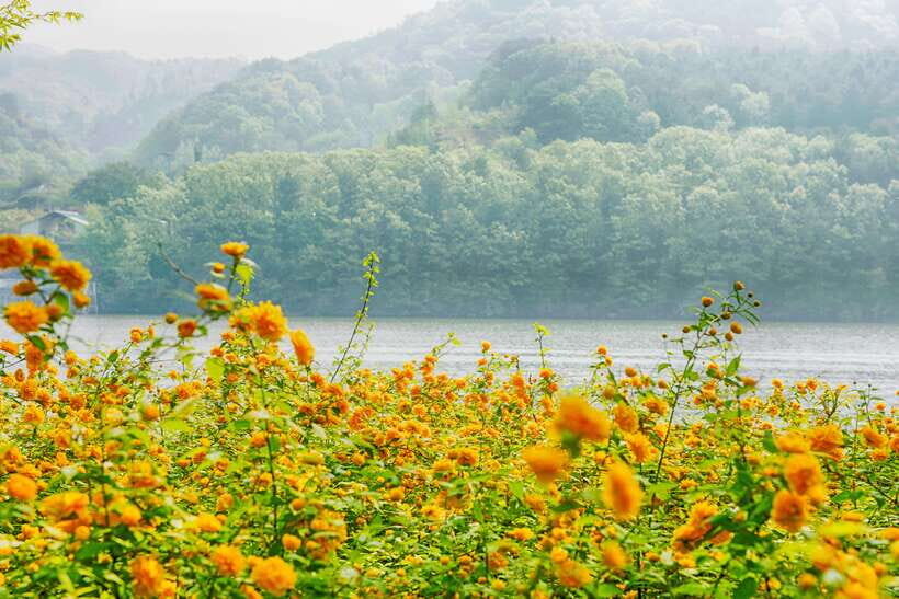 Seoul: Nami Island & Petite France Tour with Railbike Option - Guides: Where the Experience Can Really Improve