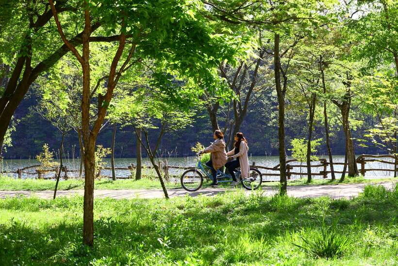 Seoul: Nami Island & Petite France Tour with Railbike Option - Seoul Day Trip With Nami Island and Petite France: What This Really Feels Like