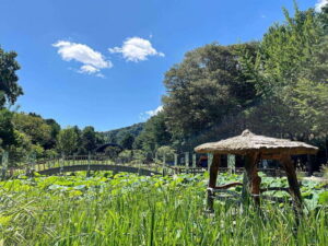 Seoul: Nami Island & Petite France Tour with Railbike Option - How the Rail Bike Option Changes the Day (and Why It’s Worth Considering)