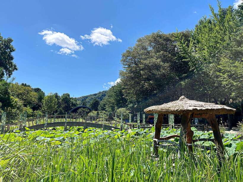 Seoul: Nami Island & Petite France Tour with Railbike Option - How the Rail Bike Option Changes the Day (and Why It’s Worth Considering)
