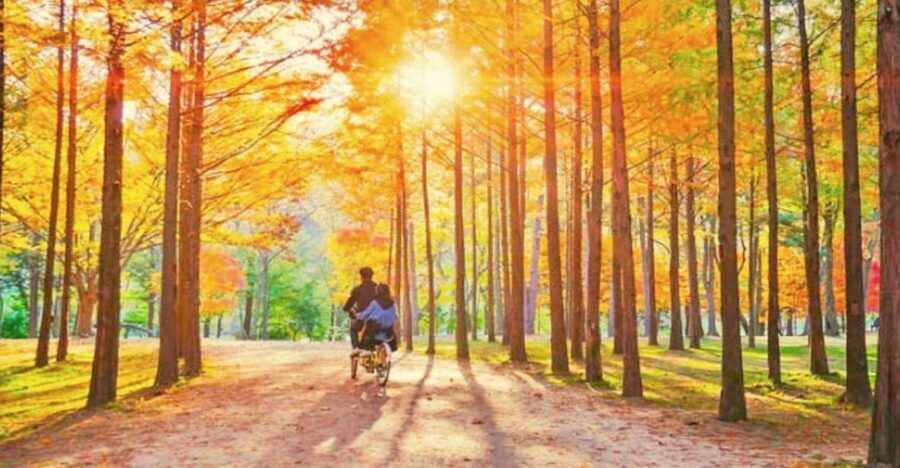 Seoul: Nami, Petite France, Italian Village, Railbike Option - Lunch and timing: what to plan so you’re not stuck hungry