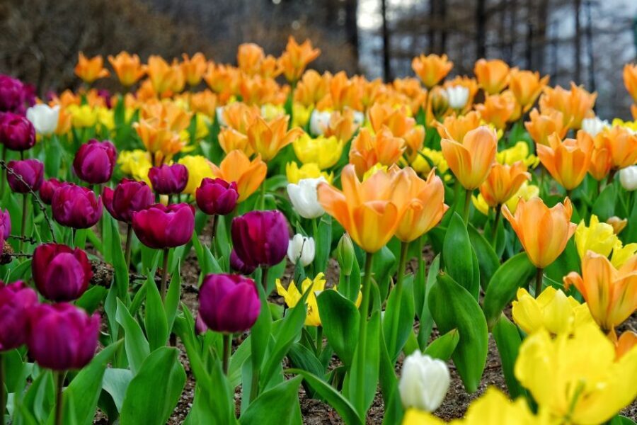 Seoul: Private Customizable Tour to Nami Island and More - The big win: a day trip you actually customize