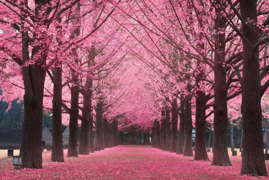 Seoul: Private Customizable Tour to Nami Island and More - Garden of Morning Calm: nature you can actually walk through