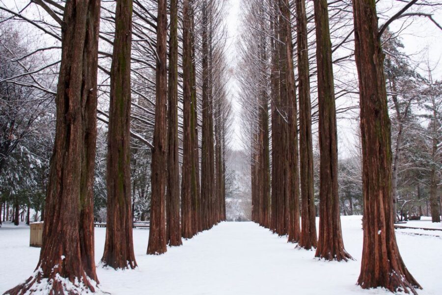Seoul: Private Customizable Tour to Nami Island and More - The rhythm: an 8-hour plan that can feel like a longer day