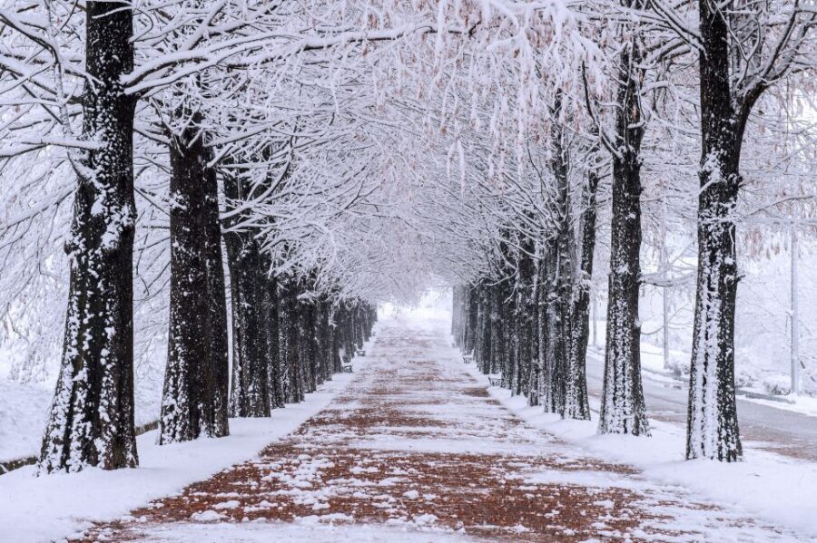 Seoul: Private Customizable Tour to Nami Island and More - Pricing and value: $470 for up to 5 (what you’re getting)