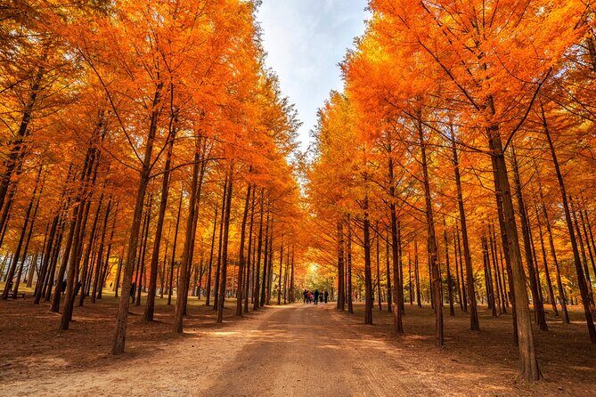 Trip to Nami Island with Petite France & Italian Village, Garden of Morning Calm - Key Points at a Glance